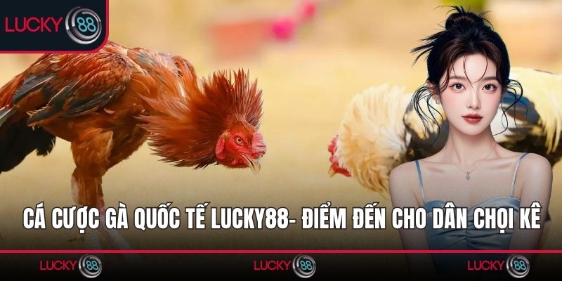 Cá Cược Gà Quốc Tế Lucky88