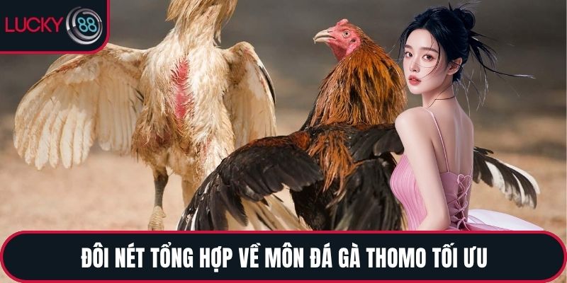 Đôi nét tổng hợp về môn đá gà Thomo tối ưu